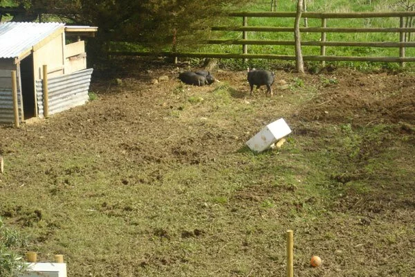 We have pigs We have pigs
