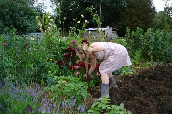Dusk Gardening Dusk Gardening