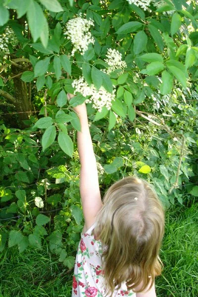 Elderflower Picking Elderflower Picking