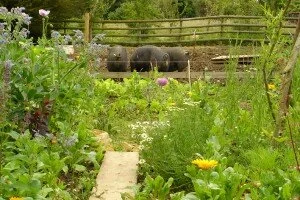 Happy as Pigs 3