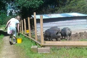 Happy as Pigs 4
