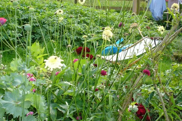 Lazy Gardening 4 Lazy Gardening 4