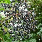 DSC03538