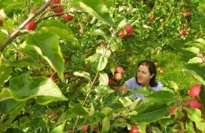 discovery apples at dragon orchard