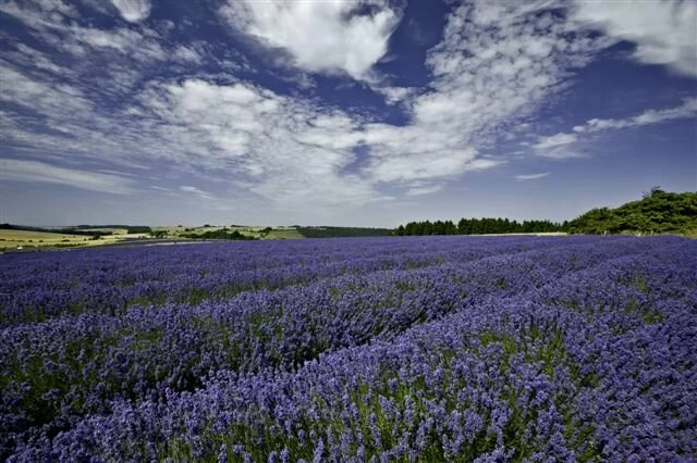 photo snowshill lavender 1