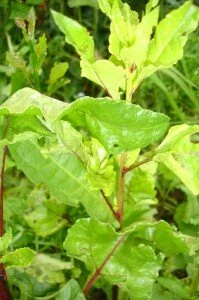 Beet Leaves
