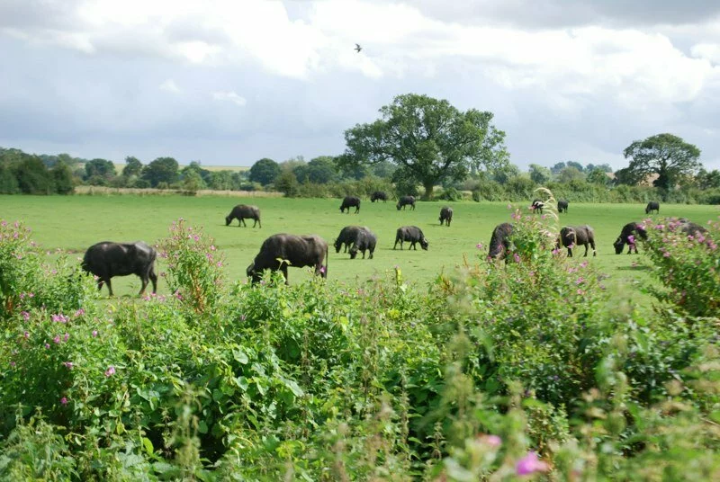 buffalo grazing in warwickshire