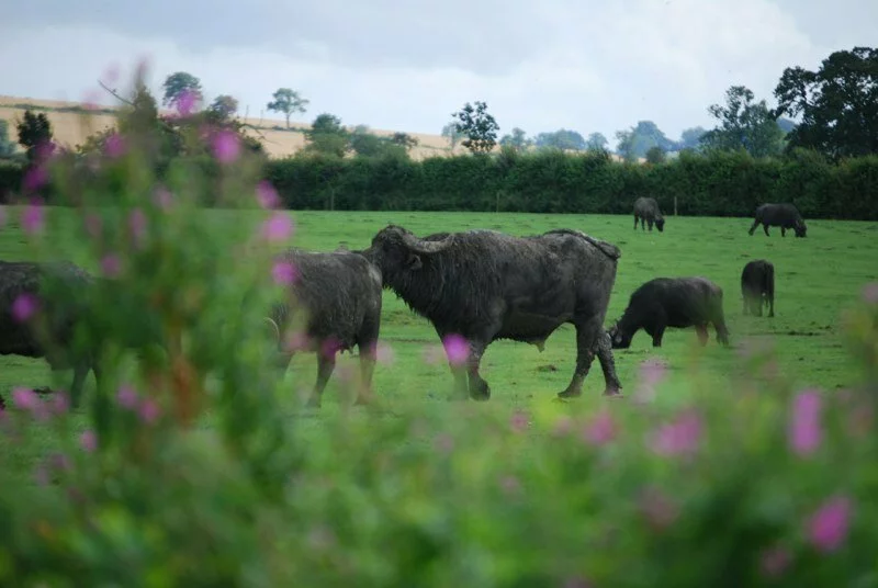 water buffalo